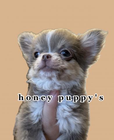 honey puppy's ‪☆ハニパピ