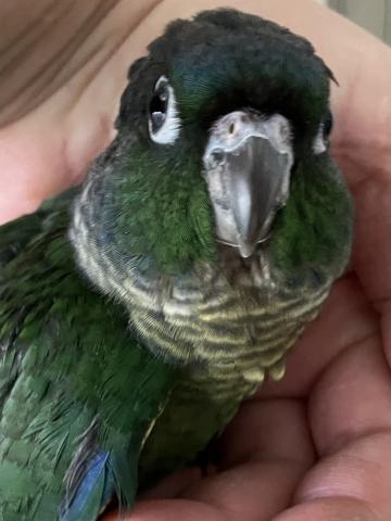 ウロコインコ　