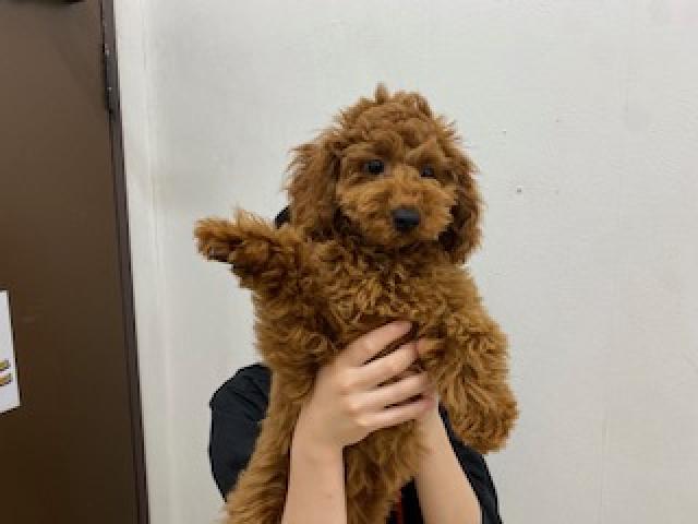 トイプードル