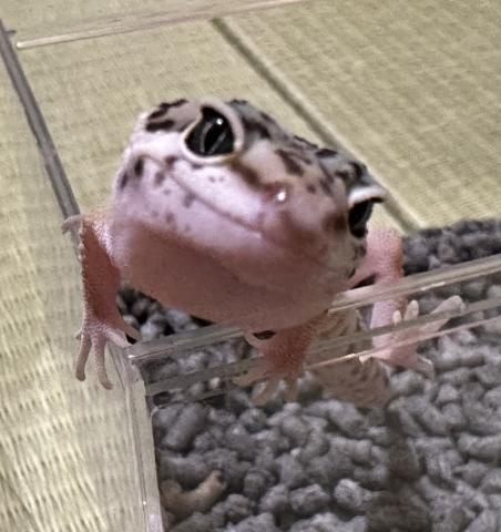 ヒョウモントカゲモド(ハイイエロー)