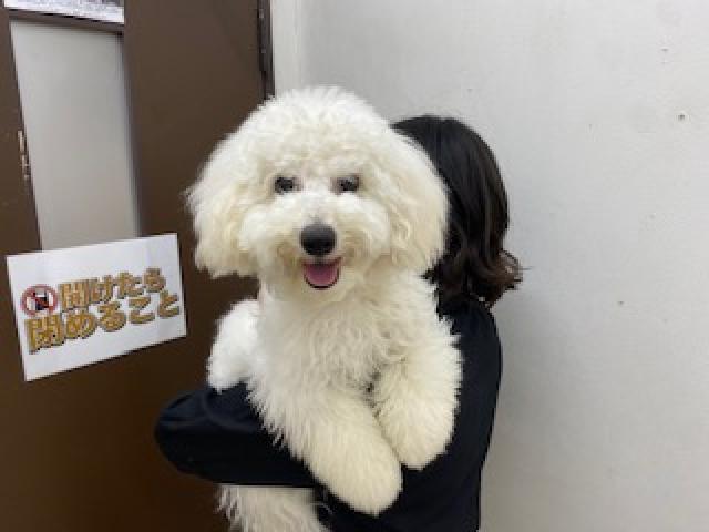 ビションフリーゼ