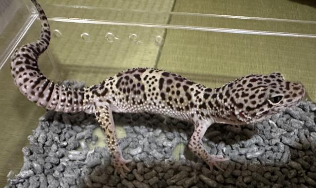 ヒョウモントカゲモド(メラニスティックスノー)
