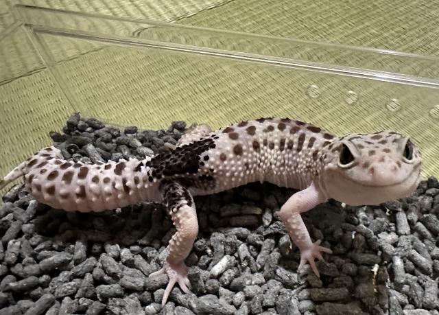 ヒョウモントカゲモド(マックスノーパラドックス)