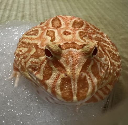クランウェルツノガエル(ストロベリー)