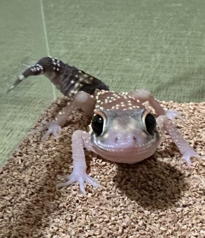 アンダーウッディサウルスミリー