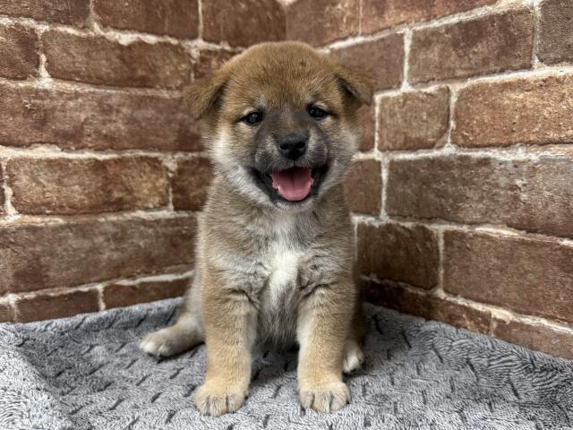 柴犬