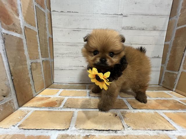 ポメラニアン