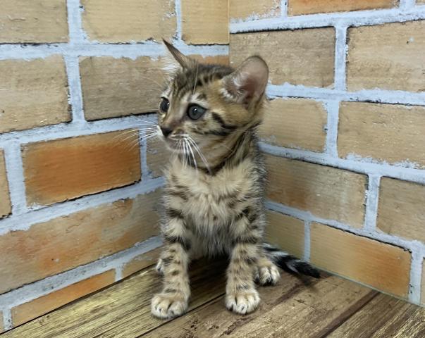 ベンガル
