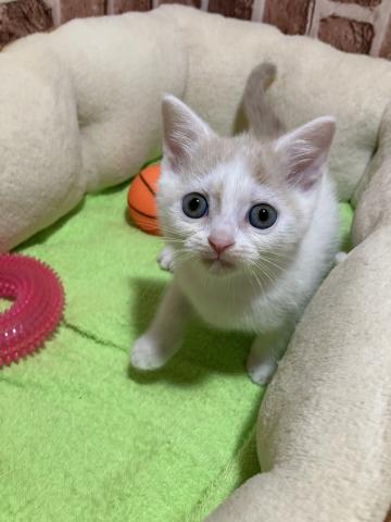 スコティッシュフォールド