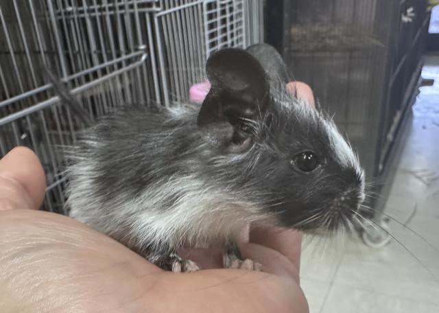 デグー