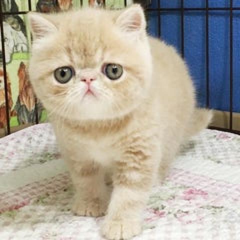 エキゾチックショートヘアー
