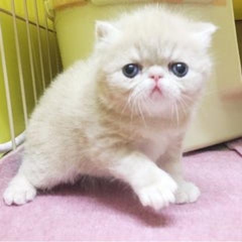 エキゾチックショートヘアー