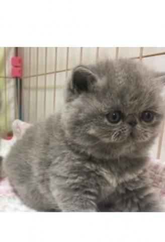 エキゾチックショートヘアー