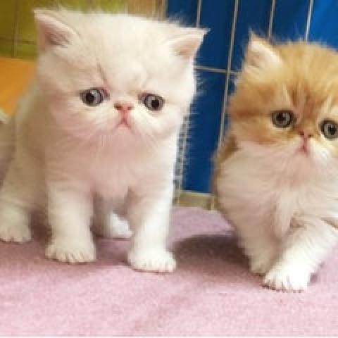 エキゾチックショートヘアー