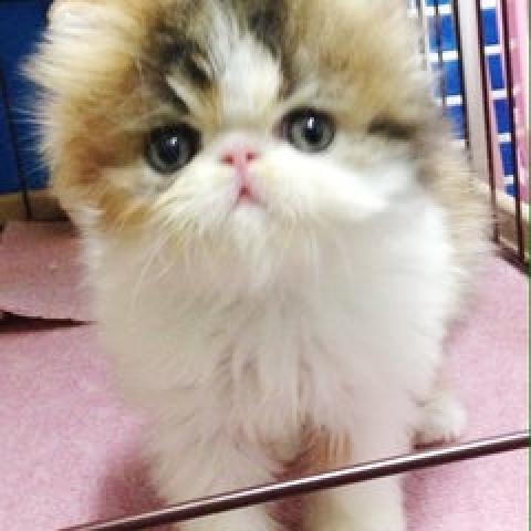エキゾチックショートヘアー