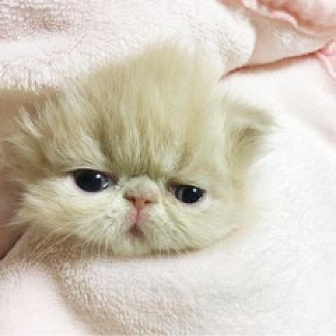 エキゾチックショートヘアー