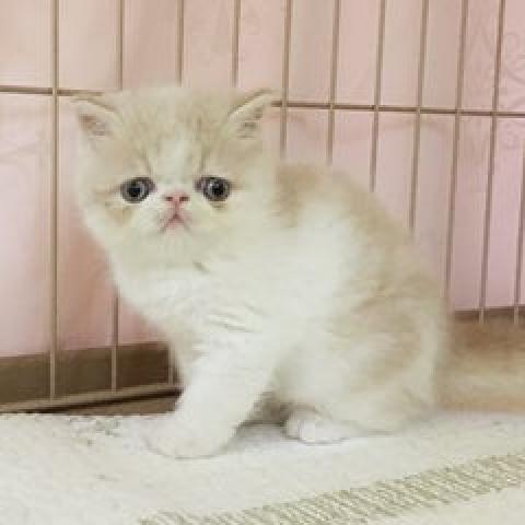 エキゾチックショートヘアー