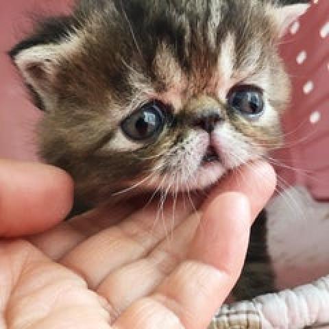エキゾチックショートヘアー