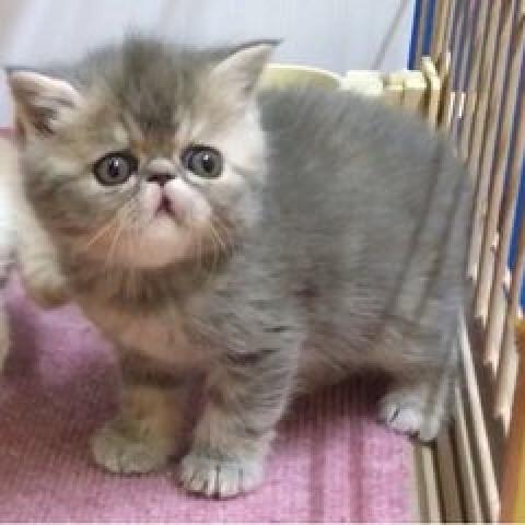 エキゾチックショートヘアー