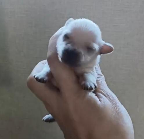マルプー（マルチーズ×トイプードル））