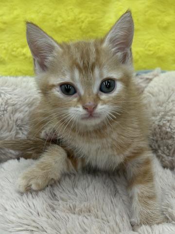 マンチカン㊗️只今!! 子犬💕仔猫❣️最愛なる可愛いキャンペーン中‼️❤️