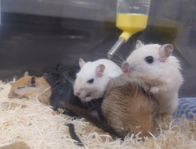 カラージャービル