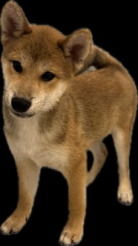 柴犬