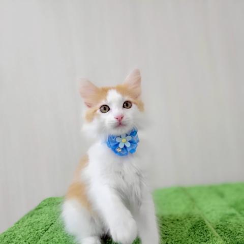 メインクーン