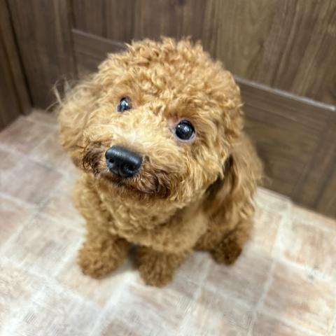 トイプードル