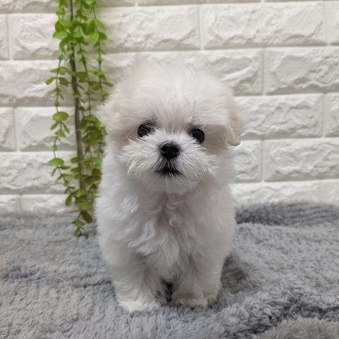 マルチーズ