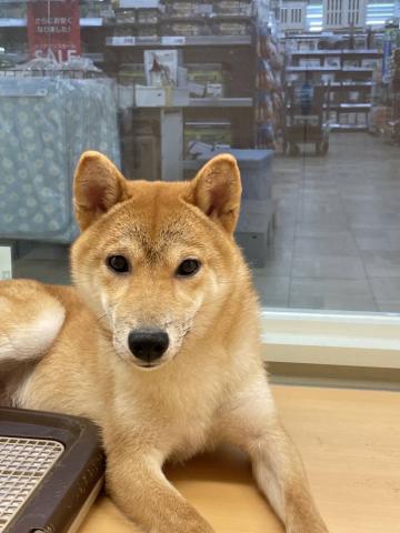 柴犬