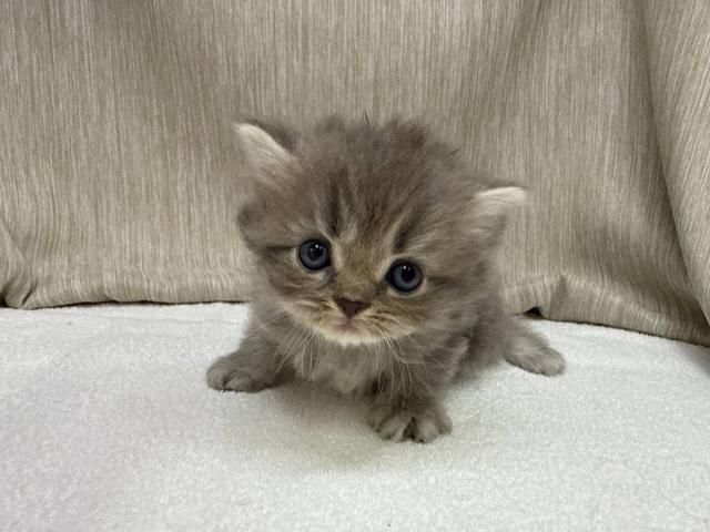 スコティッシュフォールド
