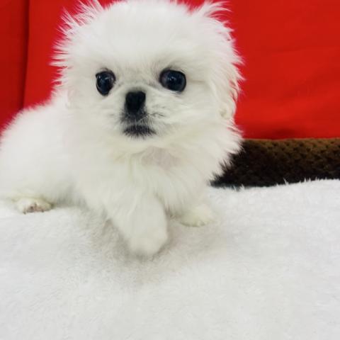 ペキニーズ