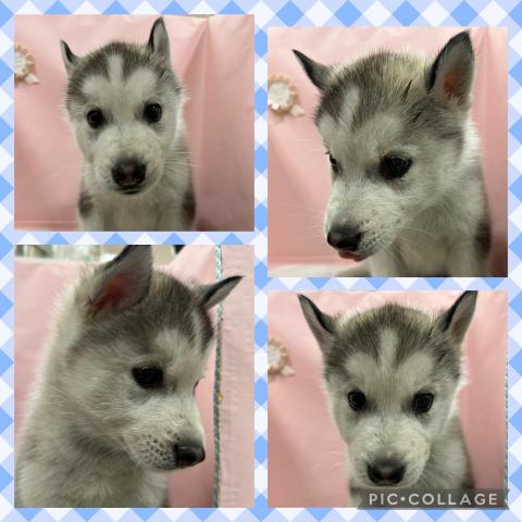 シベリアンハスキー