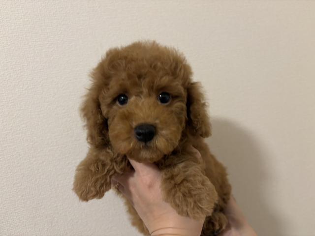 トイプードル