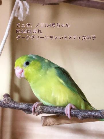 マメルリハ 