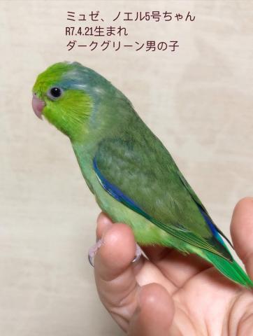 マメルリハ 