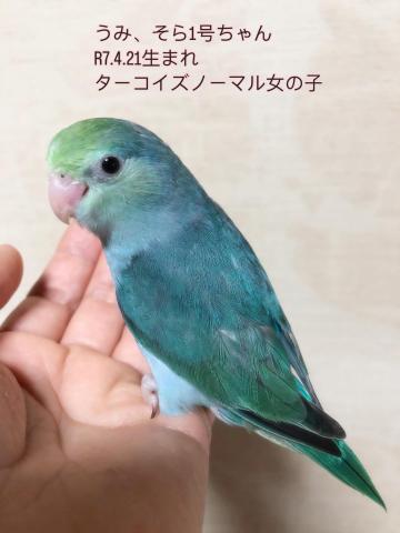 マメルリハ 