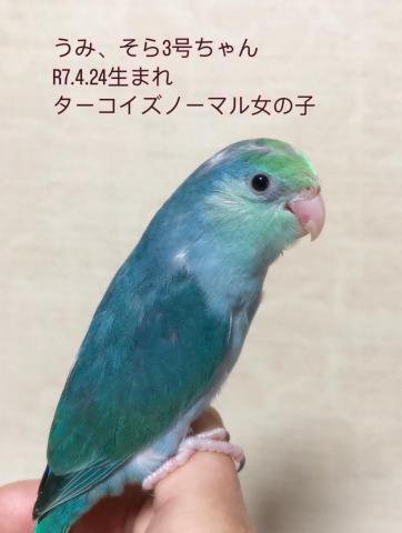 マメルリハ 