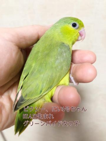 マメルリハ 