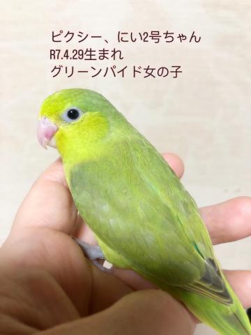 マメルリハ 