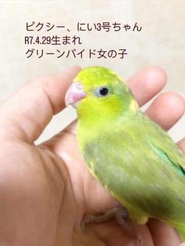 マメルリハ 