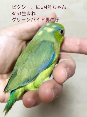 マメルリハ 