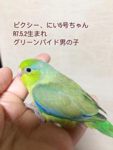 マメルリハ 