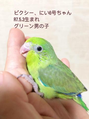 マメルリハ 
