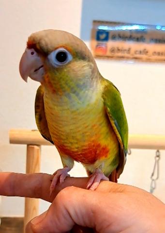 ホオミドリウロコインコ　パイナップル