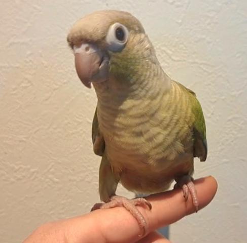 ホオミドリウロコインコ　シナモン