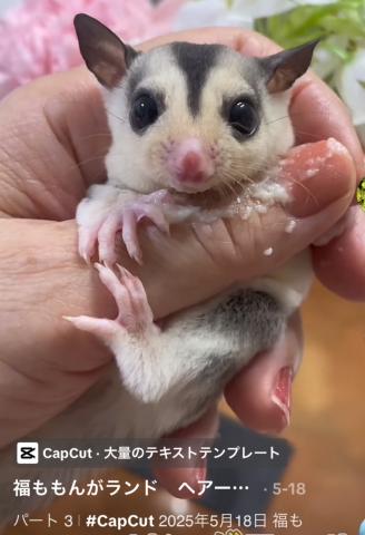 美しいグレーのグラーデーションリングテール　