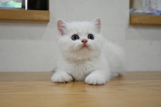 ブリティッシュショートヘア