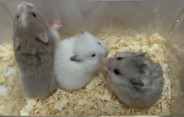 ゴールデンハムスター